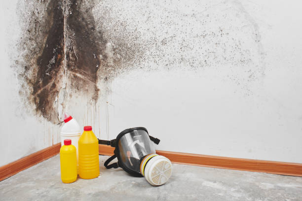 Best Emergency Mold Removal  in Dickson, OK