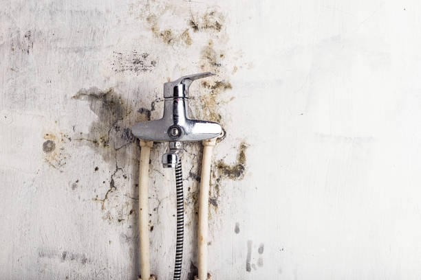 Best Mold Removal Near Me  in Dickson, OK