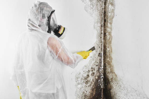 Best Mold Cleaning Services  in Dickson, OK