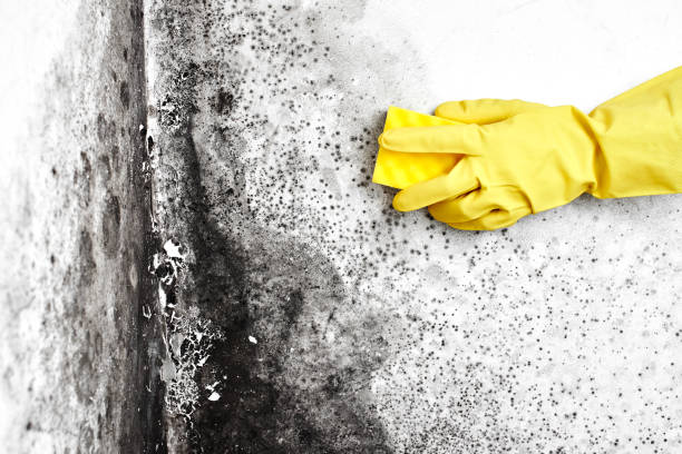 Best Attic Mold Removal  in Dickson, OK