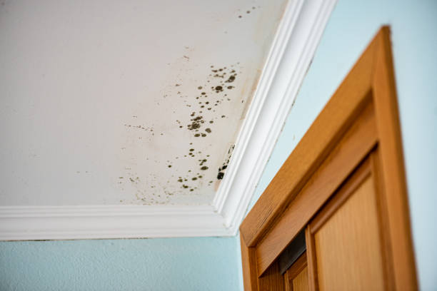 Best Local Mold Removal Service  in Dickson, OK