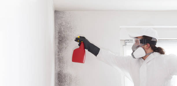 Best Professional Mold Removal  in Dickson, OK