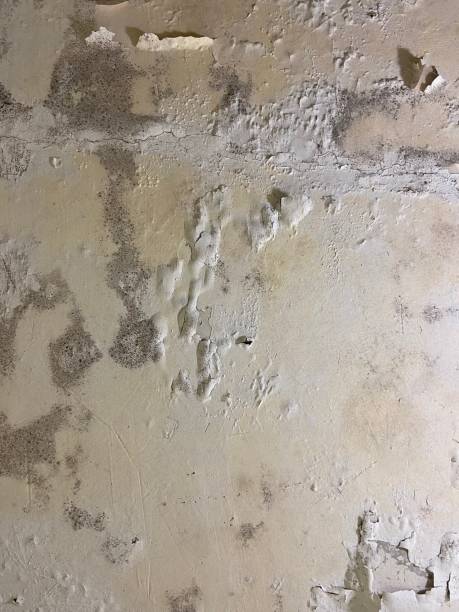 Best Black Mold Removal  in Dickson, OK