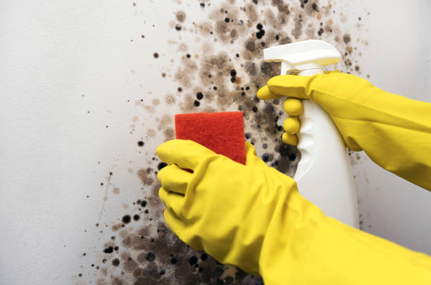 Best Emergency Mold Removal  in Dickson, OK