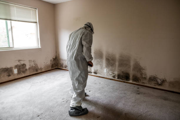 Best Mold Remediation Experts  in Dickson, OK