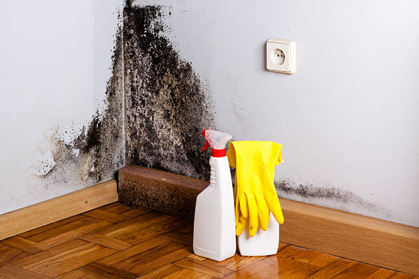 Home Mold Removal in Dickson, OK