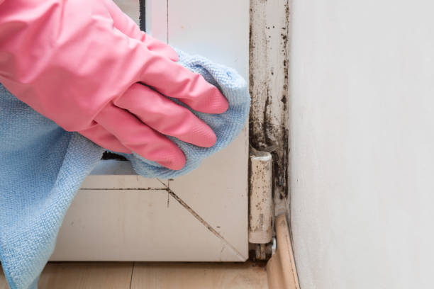 Best Attic Mold Removal  in Dickson, OK